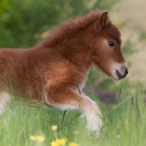 Meet your Posher, Annabelle
